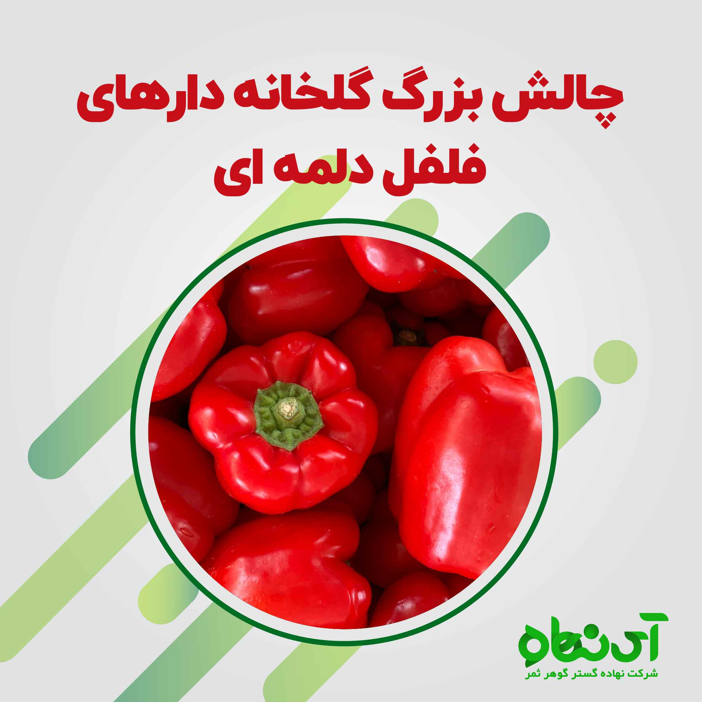 چالش بزرگ گلخانه دارهای فلفل دلمه ای